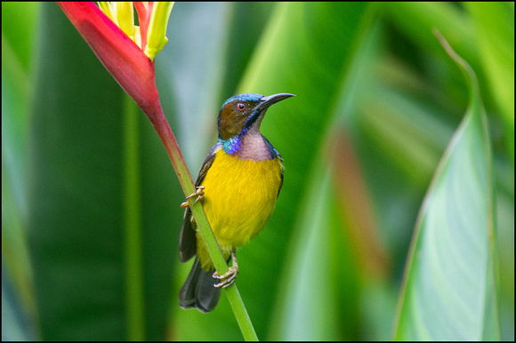 Brown-throated Sunbird