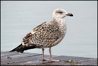 Great Blackbacked Gull