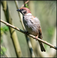 Tree Sparrow