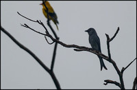 Ashy Drongo