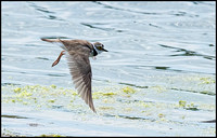 Little Ringed Plover