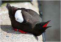 Black Guillemot