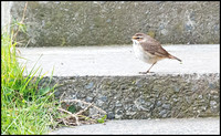 Bluethroat (Female)