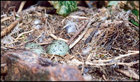 Lesser Blackbacked Eggs