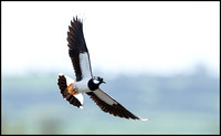 Lapwing