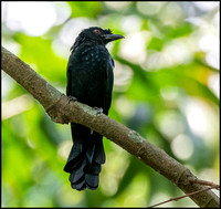 Greater Racket Tailed Drongo, Female