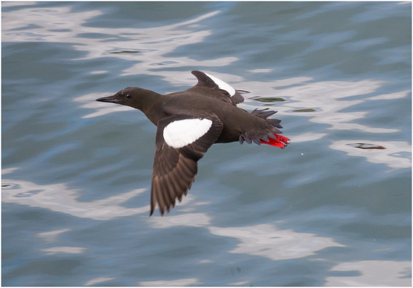 Black Guillemot