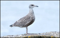 Herring Gull