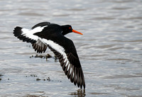 Oyster Catcher