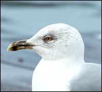 Yellow Legged Gull "P8"