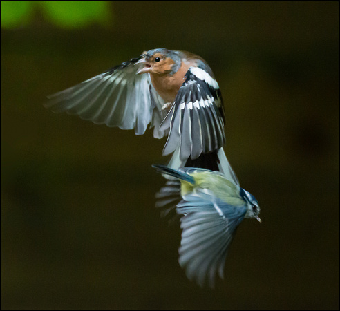 Chaffinch attack