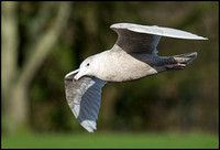 1st Winter Glaucous gull