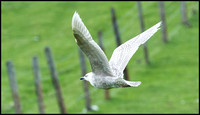 Kumlien's Gull