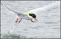 Arctic Tern