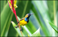 Olive-backed Sunbird