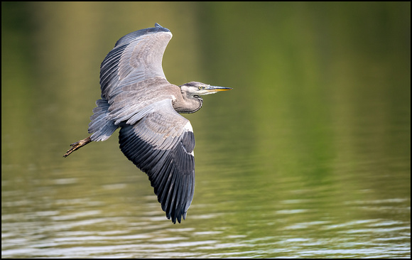 Grey Heron