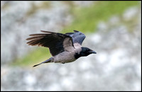 Hooded Crow