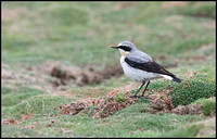 Wheatear (Male)