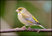 Greenfinch