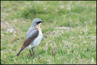 Wheatear