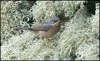 Moltoni's Warbler