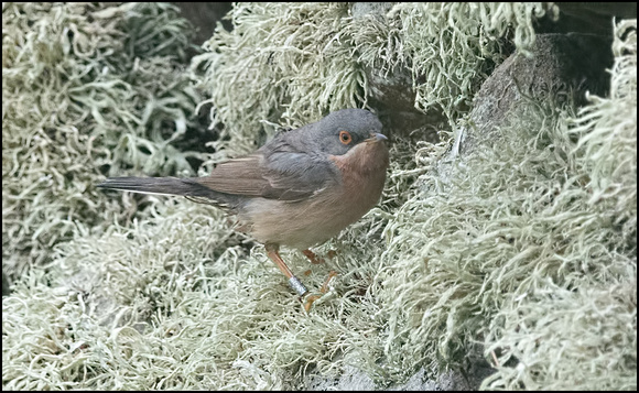 Moltoni's Warbler