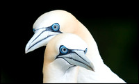 Gannets - the eyes!