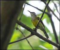 Copper-throated Sunbird