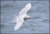 Glaucous Gull (First Winter)