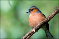 Male Chaffinch