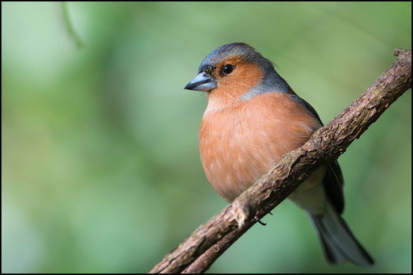 Male Chaffinch