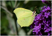 Brimstone Butterfly