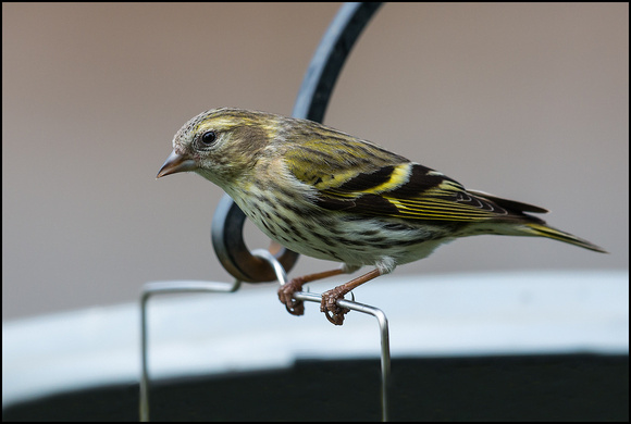 Siskin