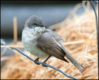 Lesser Whitethroat