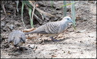 Zebra Dove