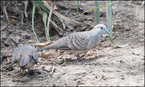 Zebra Dove