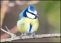 Blue Tit