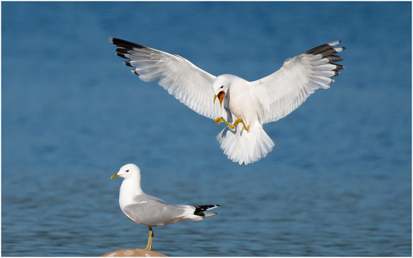 Behind you!! (Common Gulls)