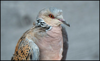 Turtle Dove