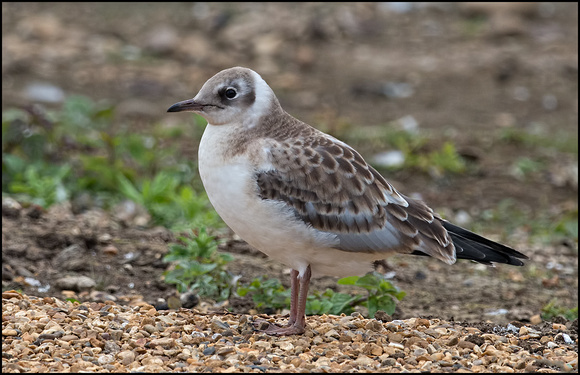 Just fledged