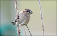 House Sparrow