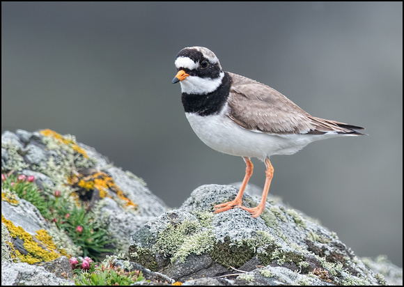 Ringed Plover