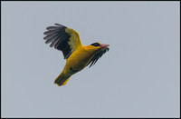 Black-naped Oriole