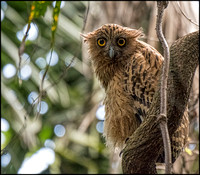 Buffy Fish Owl