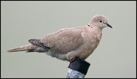 Collared Dove