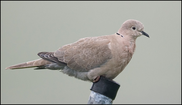 Collared Dove