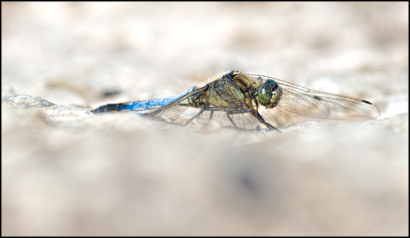 Dragonfly