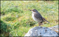 Bluethroat