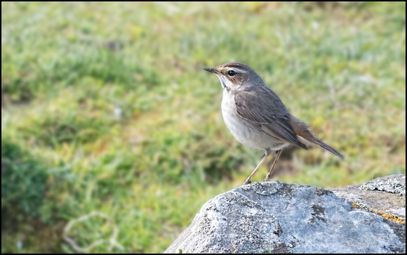 Bluethroat