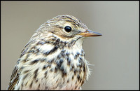 Meadow Pipit